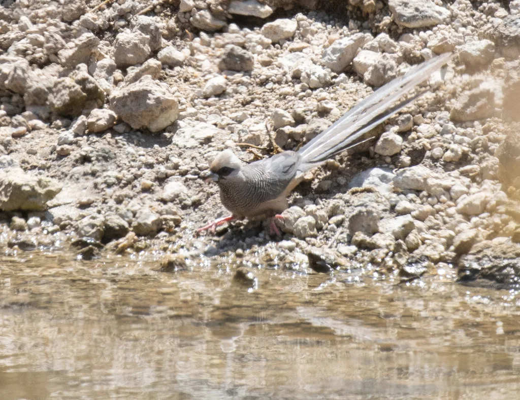 白头鼠鸟(Colius leucocephalus)