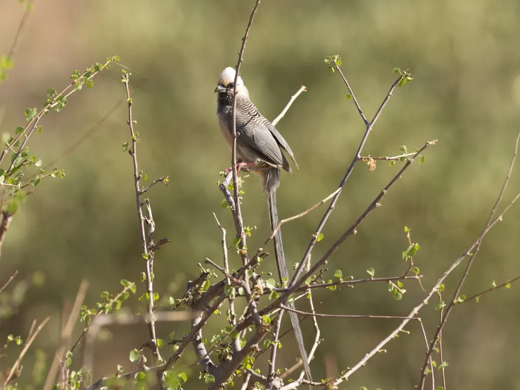 白头鼠鸟(Colius leucocephalus)
