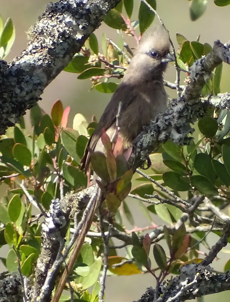 斑鼠鸟(Colius striatus)