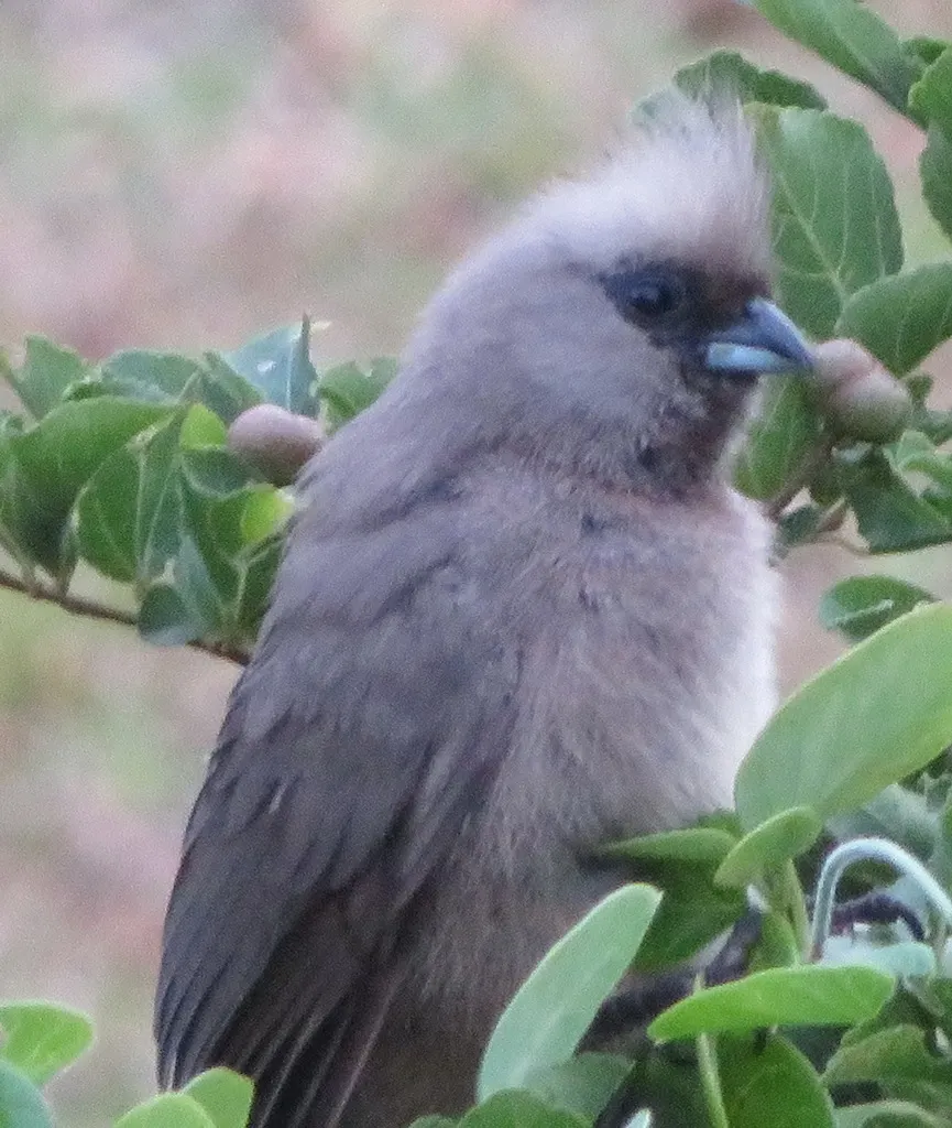 斑鼠鸟(Colius striatus)