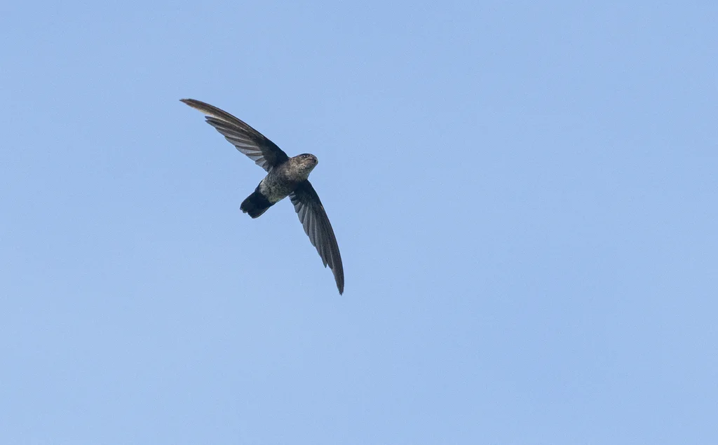 侏金丝燕(Collocalia troglodytes)