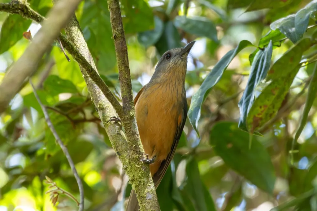 纹胸鵙鹟（Colluricincla boweri）
