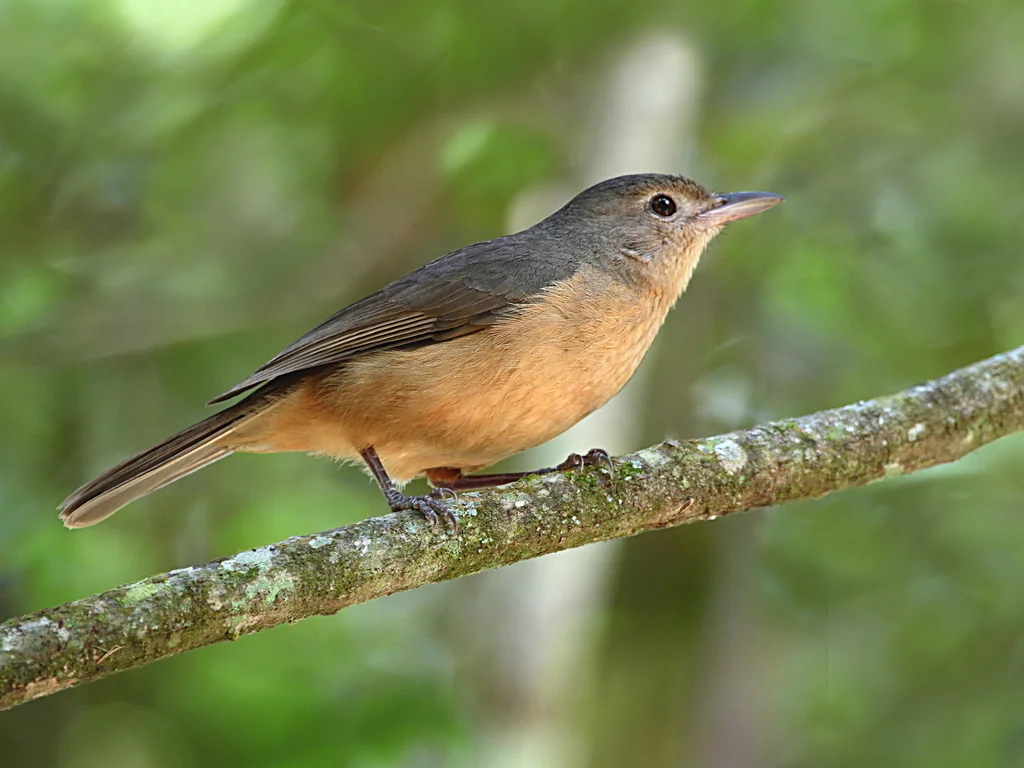 棕鵙鹟(Colluricincla megarhyncha)