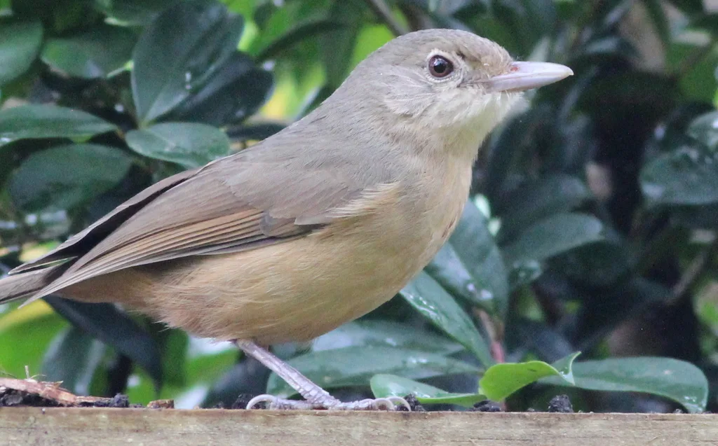 棕鵙鹟(Colluricincla megarhyncha)