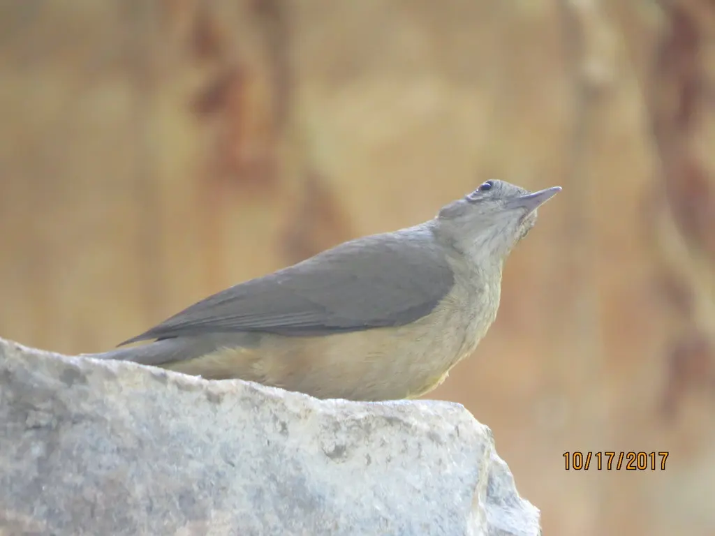 褐胸鵙鹟(Colluricincla woodwardi)
