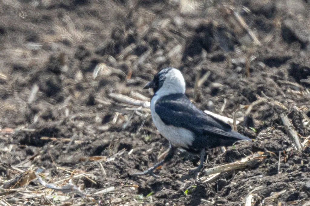 达乌里寒鸦（Coloeus dauuricus）