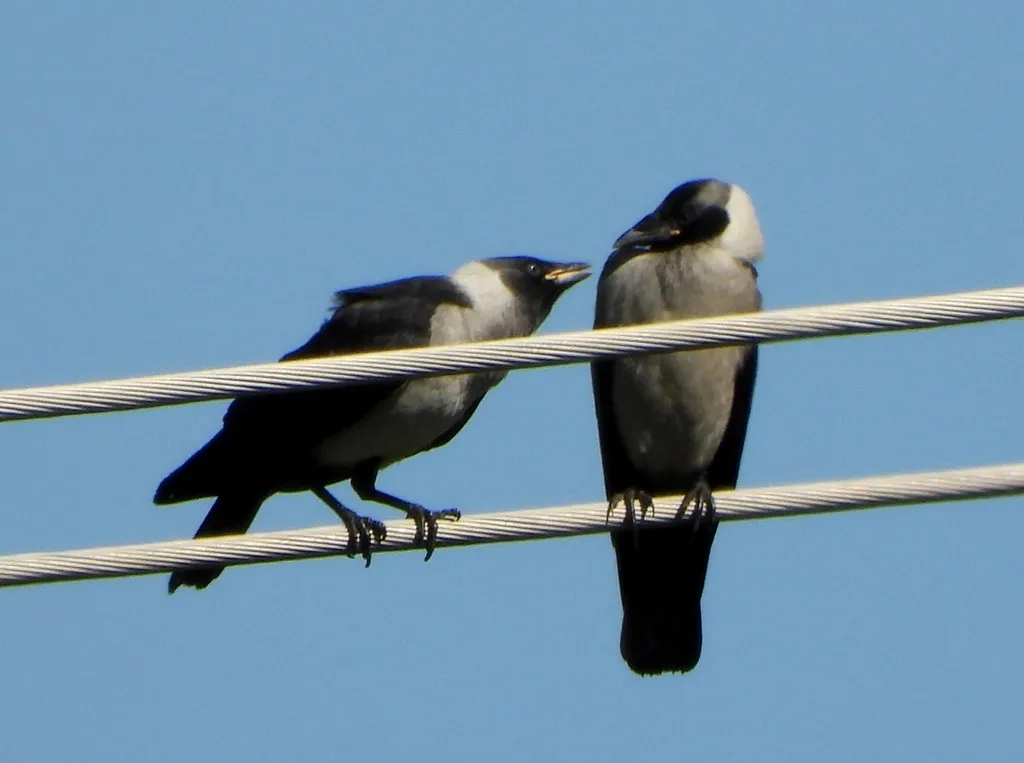 达乌里寒鸦（Coloeus dauuricus）