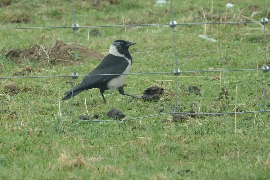 达乌里寒鸦（Coloeus dauuricus）