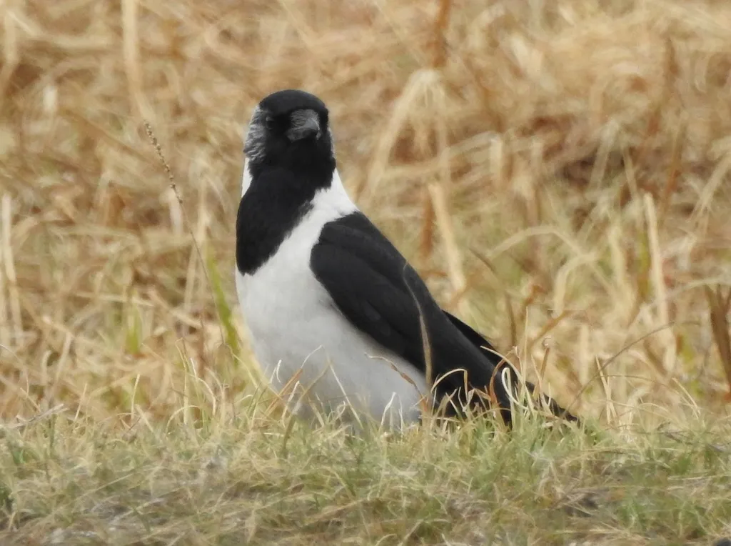 达乌里寒鸦（Coloeus dauuricus）