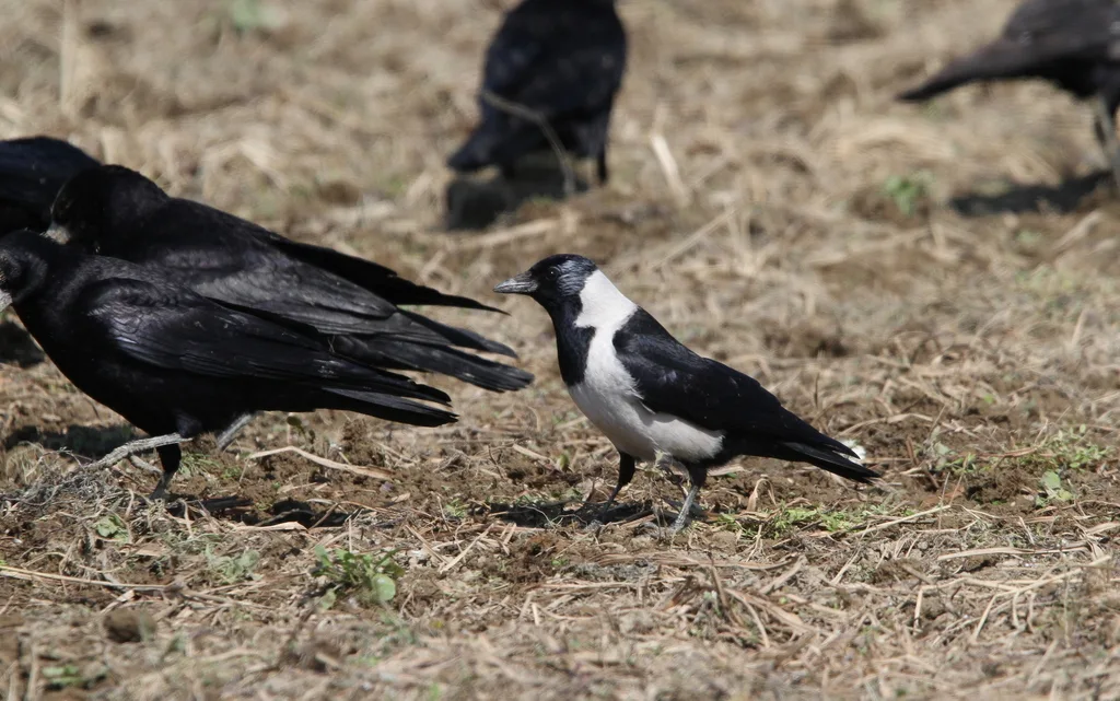达乌里寒鸦(Coloeus dauuricus)