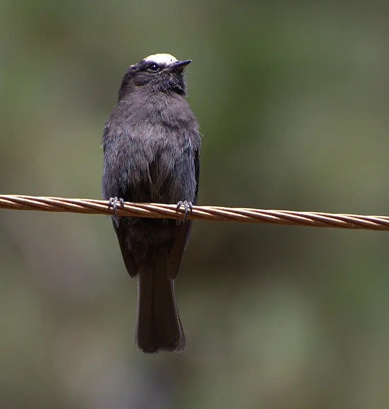 长尾霸鹟(Colonia colonus)