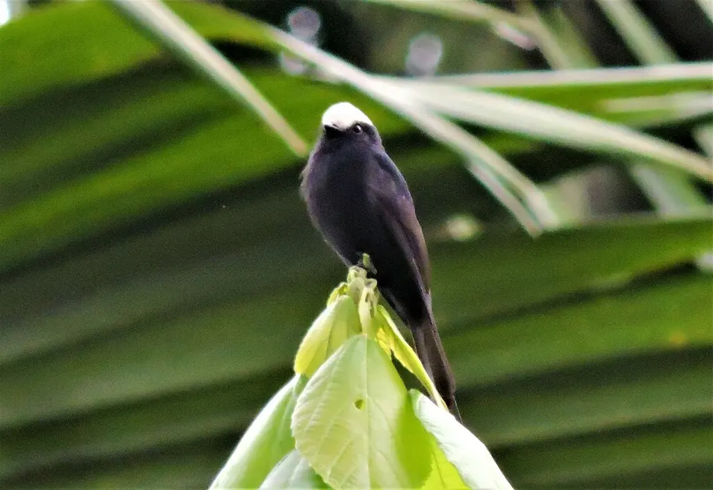 长尾霸鹟(Colonia colonus)