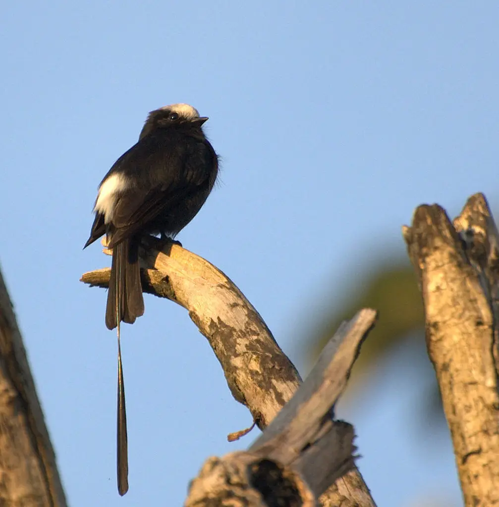 长尾霸鹟(Colonia colonus)