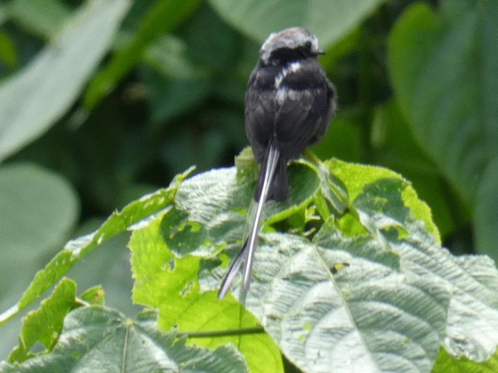 长尾霸鹟(Colonia colonus)