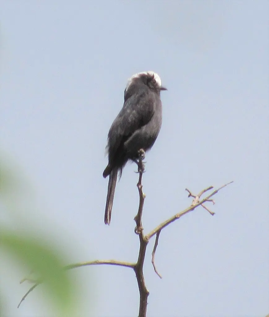 长尾霸鹟(Colonia colonus)
