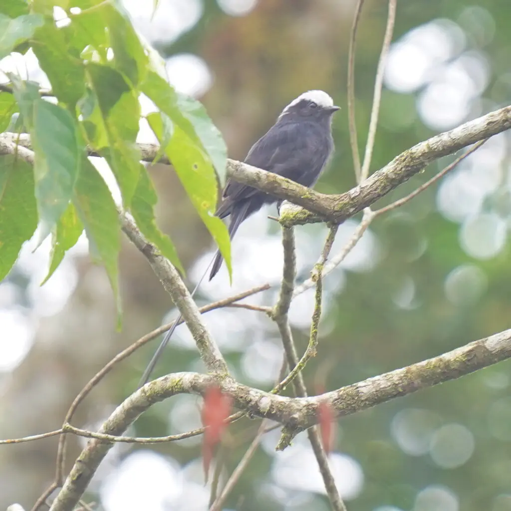 长尾霸鹟(Colonia colonus)