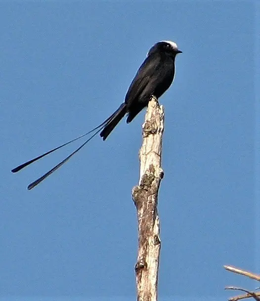 长尾霸鹟(Colonia colonus)