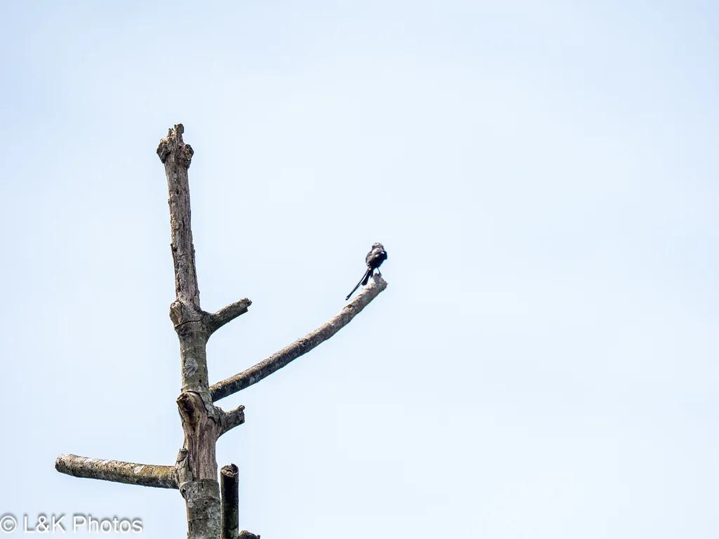 长尾霸鹟(Colonia colonus)