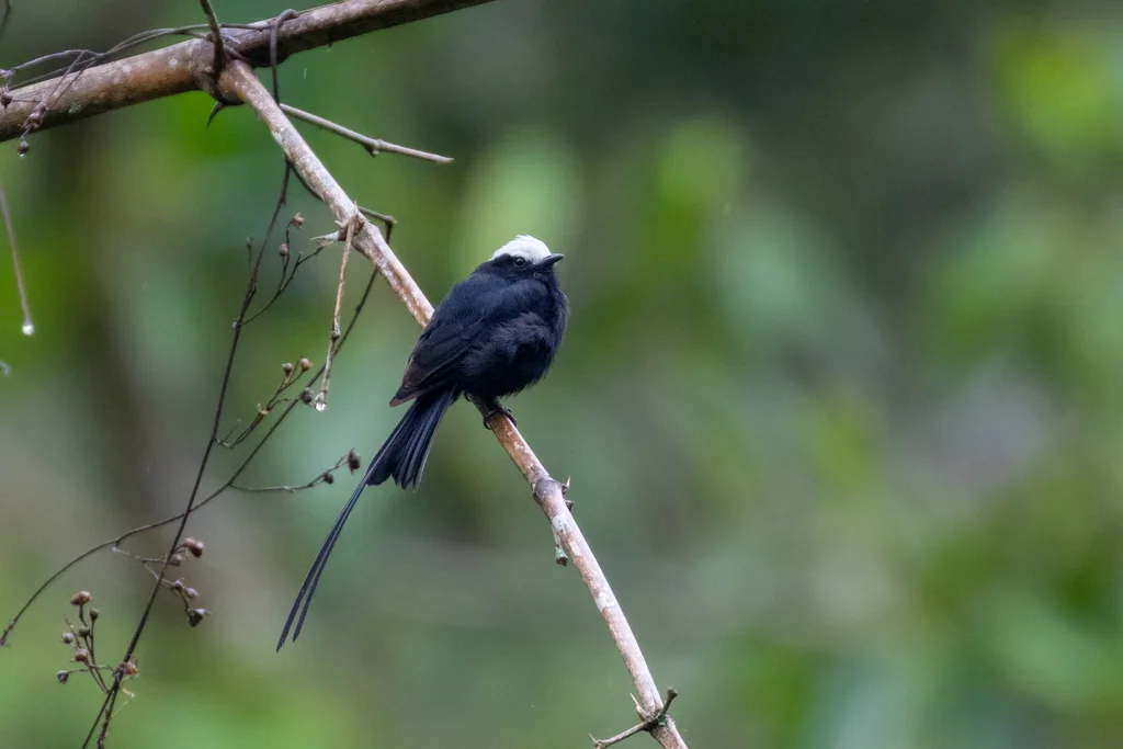 长尾霸鹟(Colonia colonus)