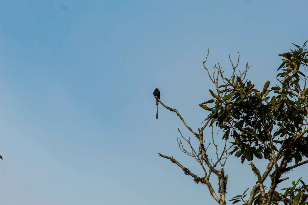 长尾霸鹟(Colonia colonus)