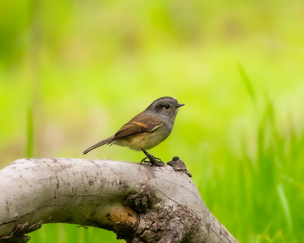 巴塔唧霸鹟(Colorhamphus parvirostris)