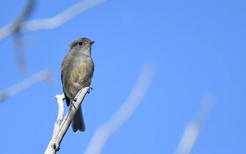 巴塔唧霸鹟(Colorhamphus parvirostris)