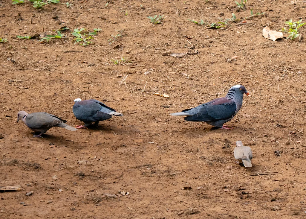 白枕鸽(Columba albinucha)