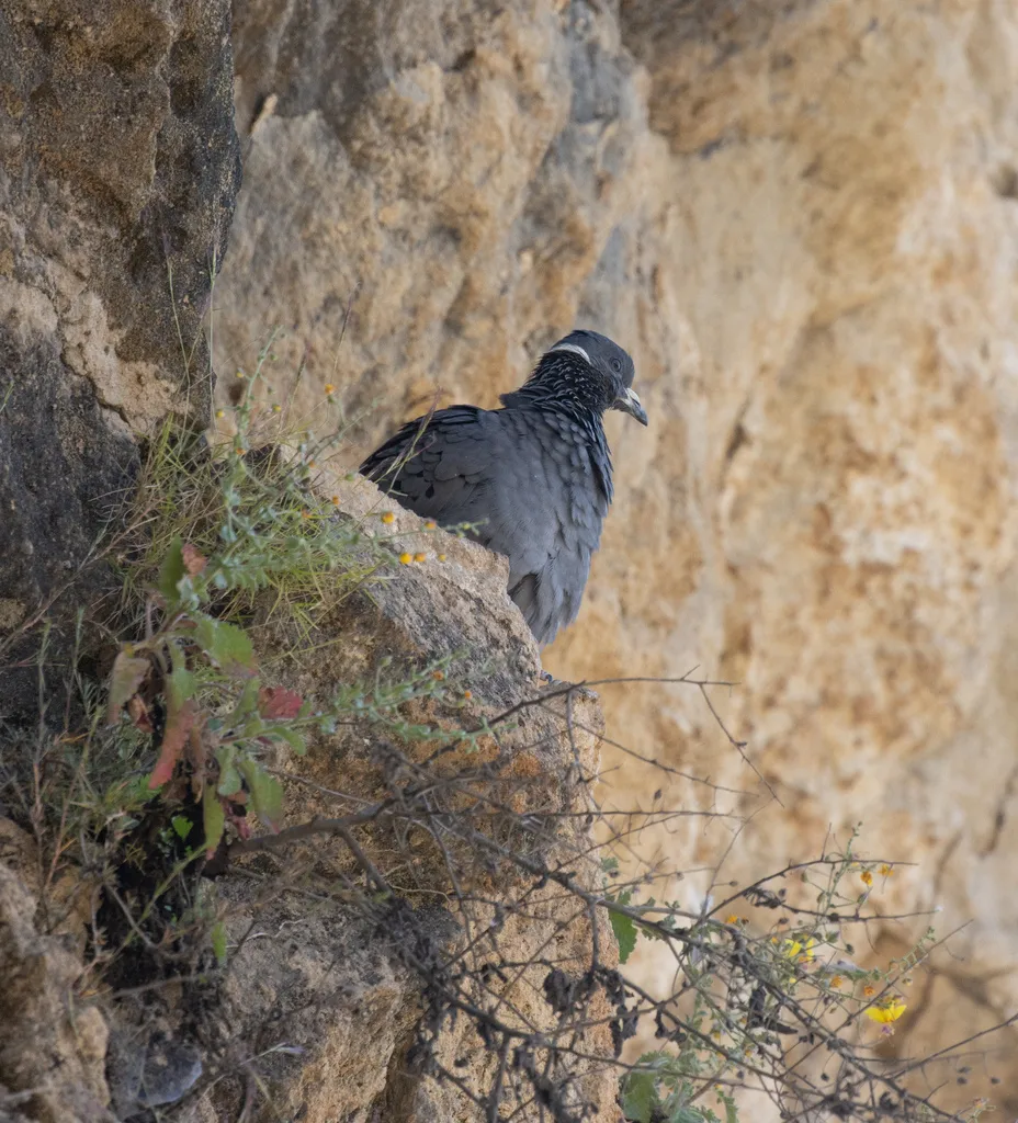 白领鸽（Columba albitorques）