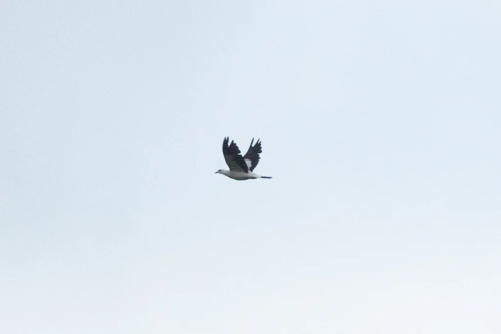 银鸽(Columba argentina)