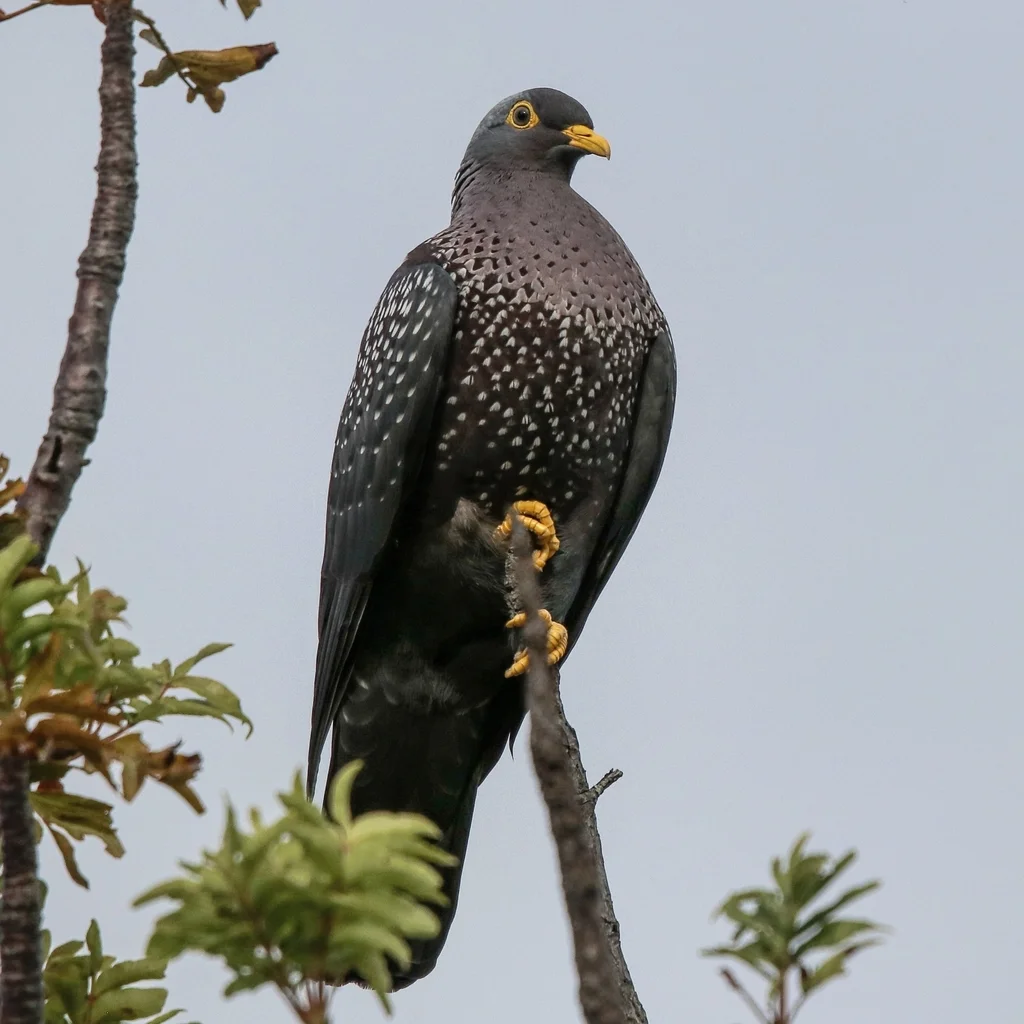 黄眼鸽(Columba arquatrix)