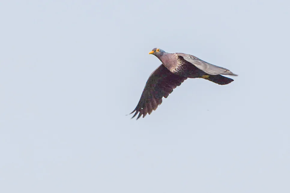 黄眼鸽(Columba arquatrix)