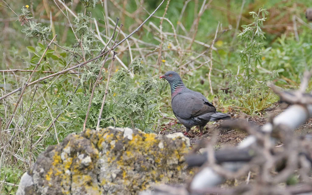 波氏鸽(Columba bollii)