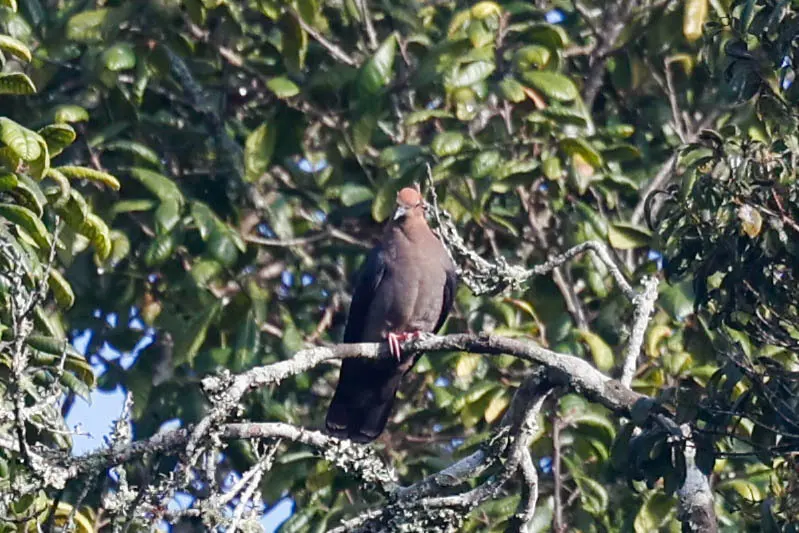 德氏鸽(Columba delegorguei)