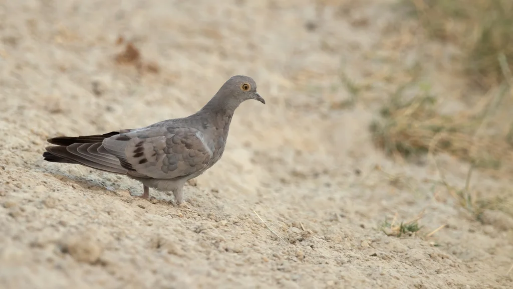 中亚鸽(Columba eversmanni)