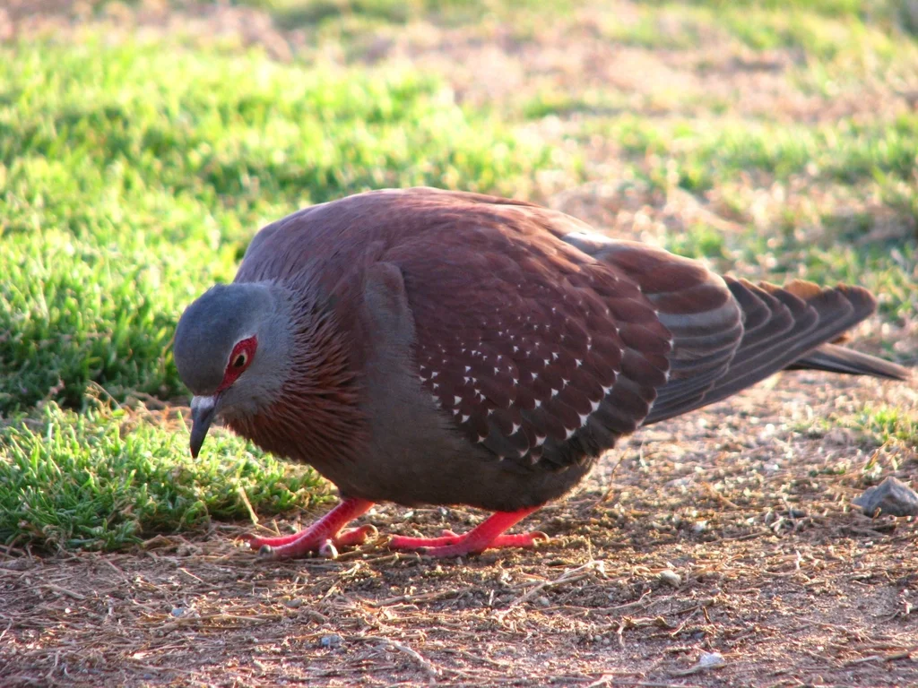斑鸽(Columba guinea)