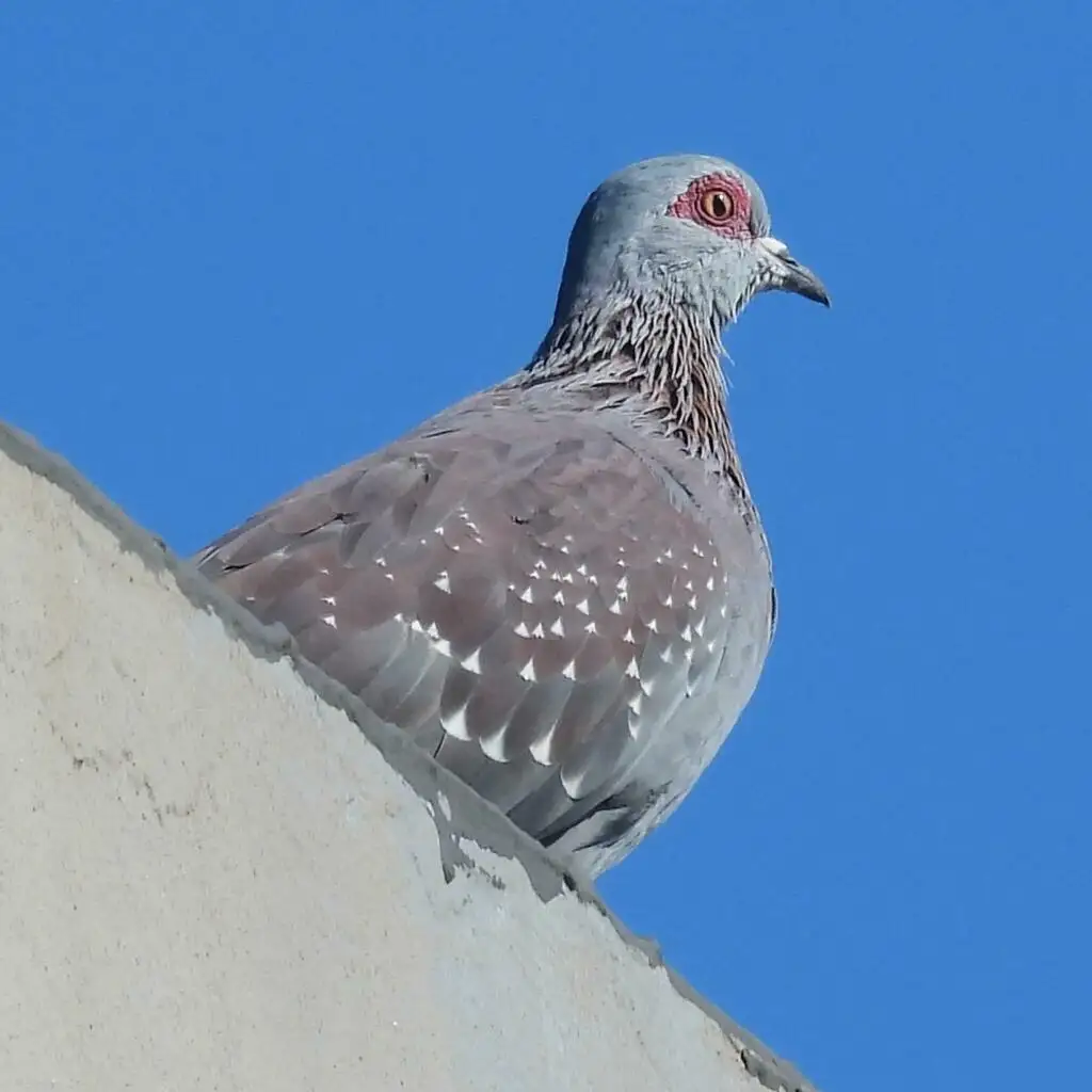 斑鸽(Columba guinea)