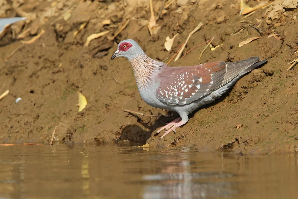 斑鸽(Columba guinea)