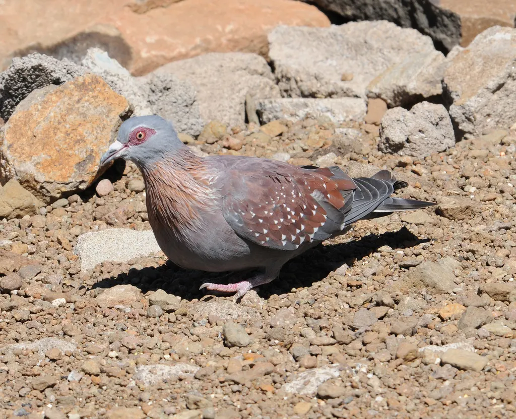 斑鸽(Columba guinea)