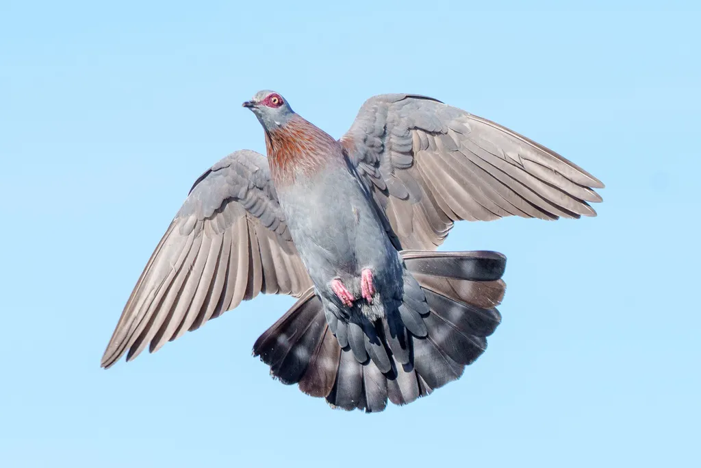 斑鸽(Columba guinea)