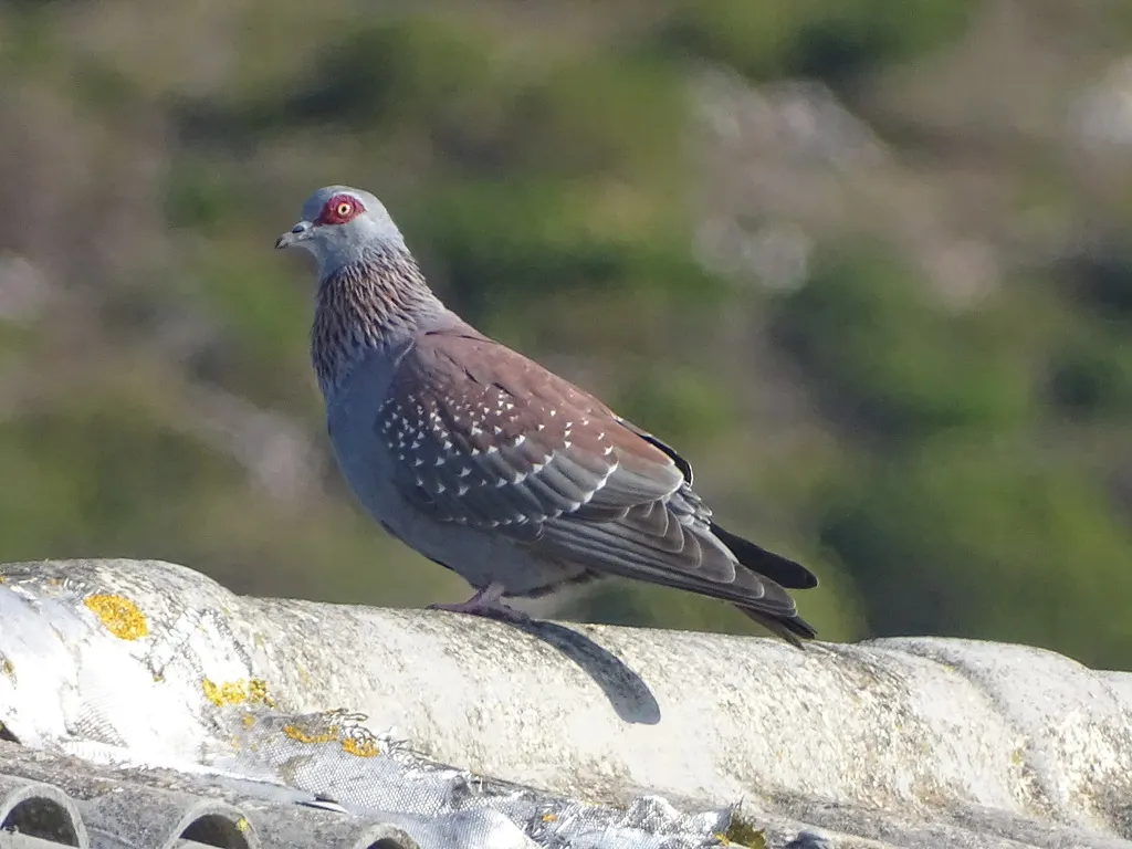 斑鸽(Columba guinea)
