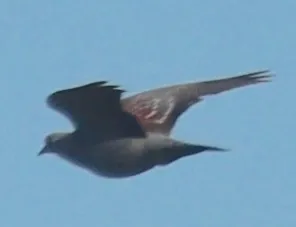 斑鸽(Columba guinea)