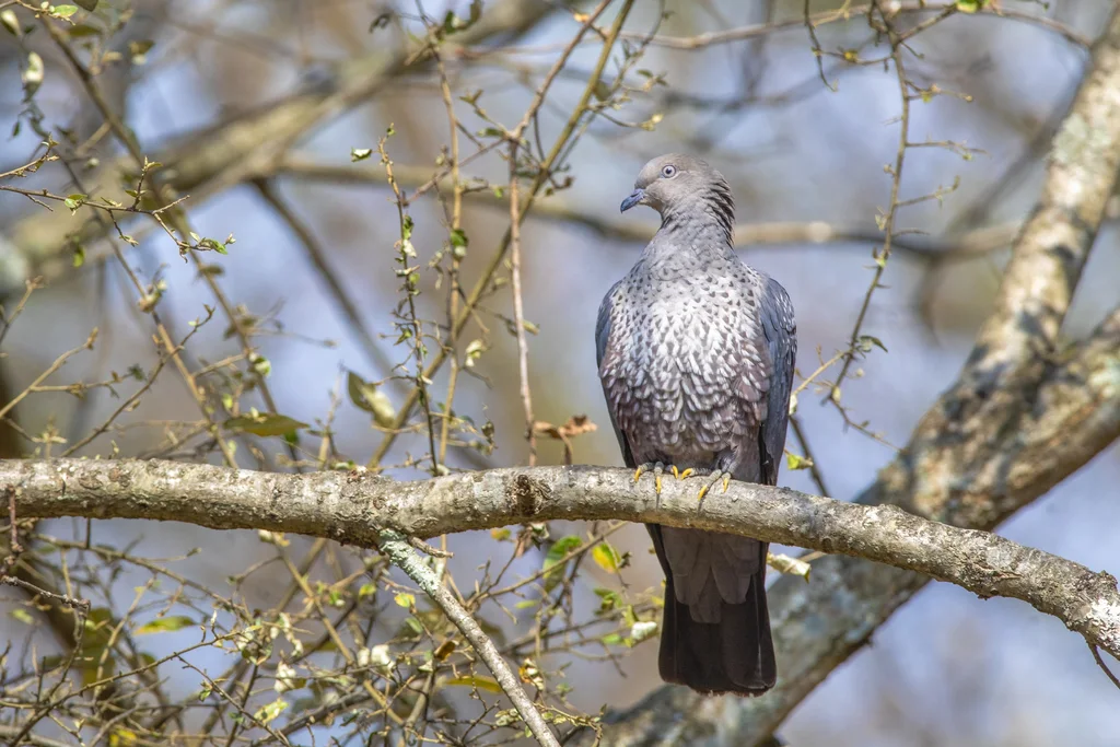 点斑林鸽（Columba hodgsonii）