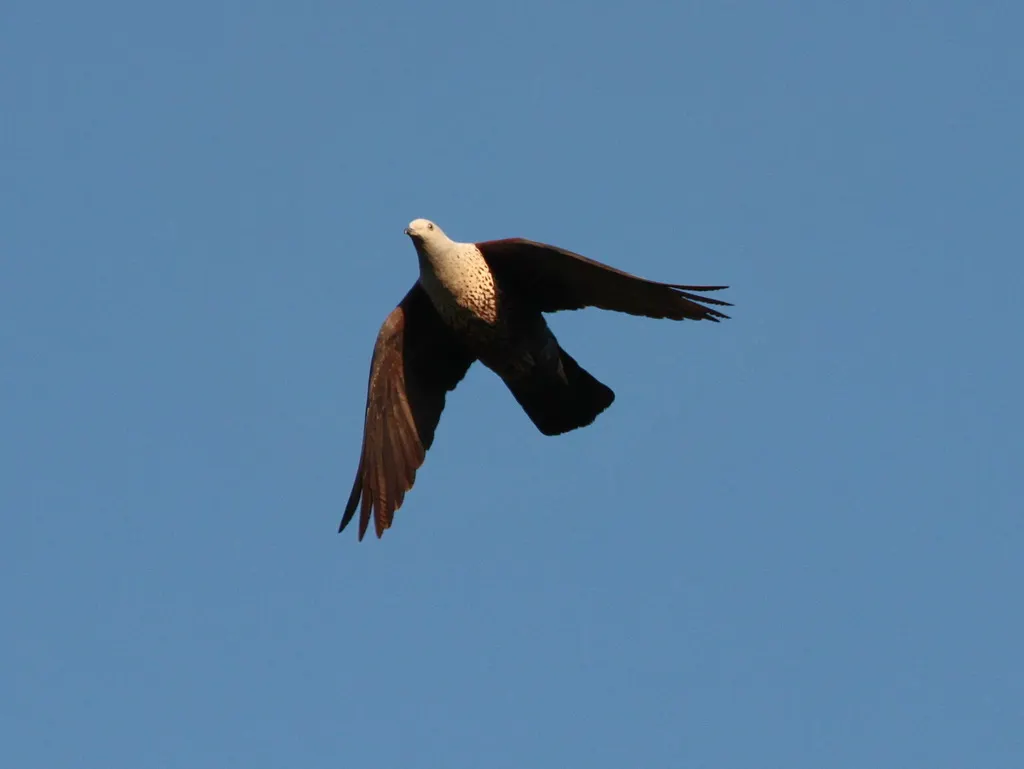 点斑林鸽（Columba hodgsonii）