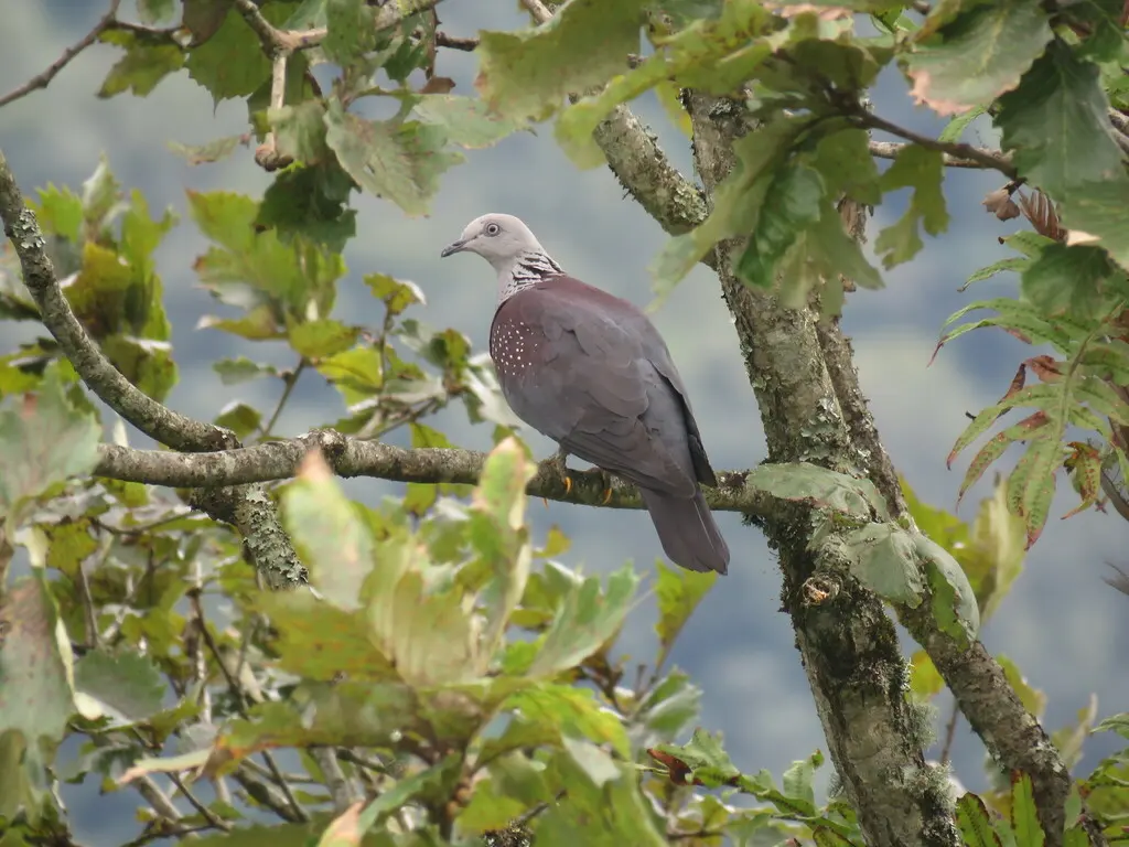 点斑林鸽（Columba hodgsonii）
