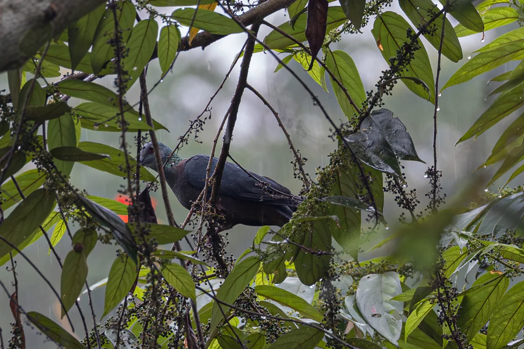 铜颈鸽(Columba iriditorques)