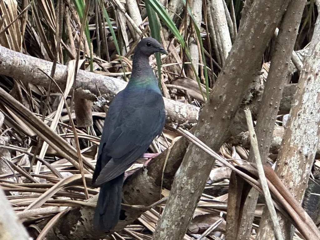 黑林鸽（Columba janthina）
