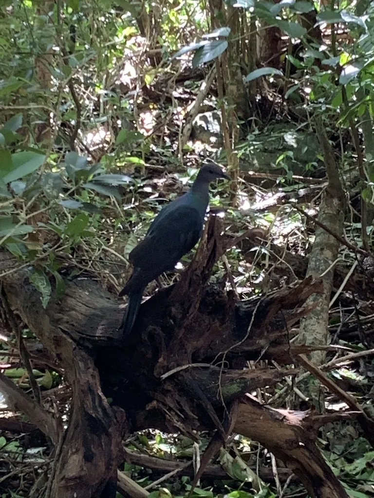 黑林鸽（Columba janthina）