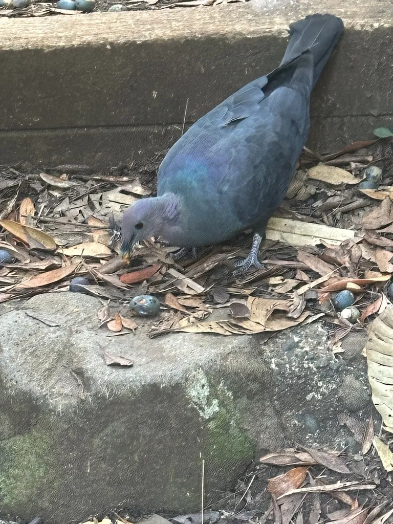 黑林鸽（Columba janthina）