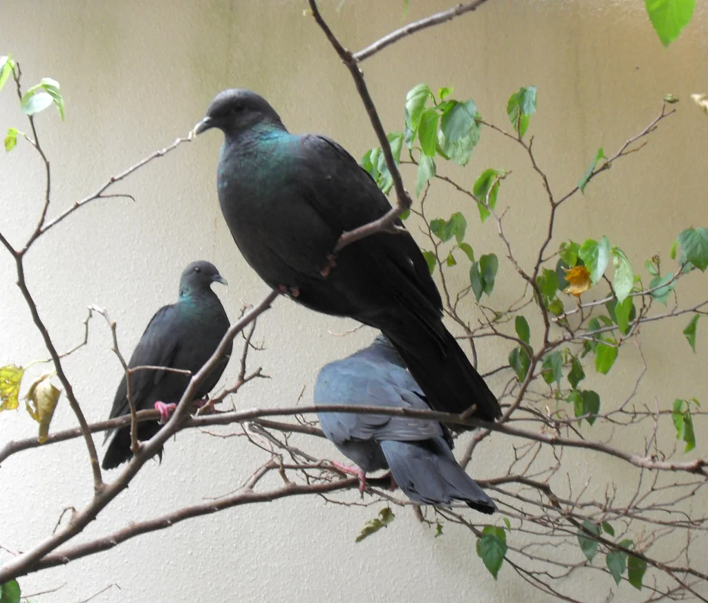 黑林鸽（Columba janthina）