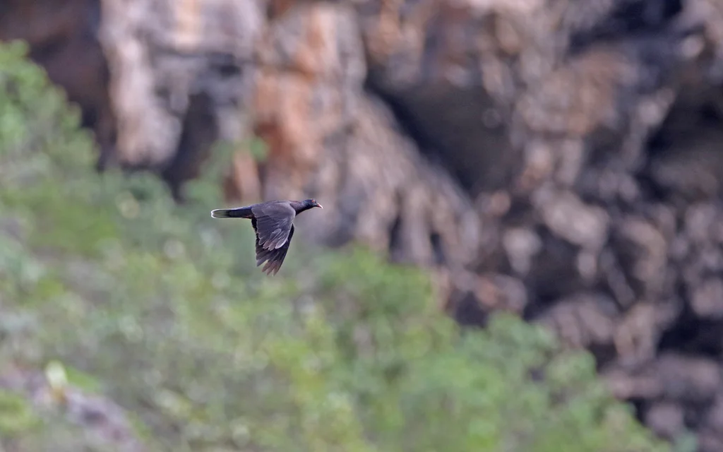 桂冠鸽(Columba junoniae)